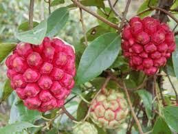 Health Benefits Of Kadsura Longipedunculata