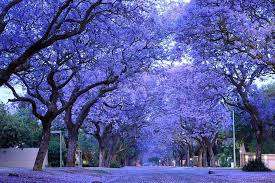 Health Benefits Of Jacaranda mimosifolia