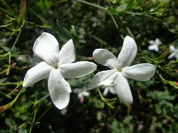 Health Benefits Of Jasminum grandiflorum