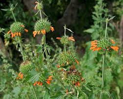 Health Benefits Of Leonotis nepetifolia