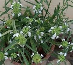 Health Benefits Of Leucas aspera