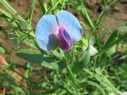 Health Benefits Of Lathyrus Sativus