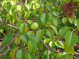 Health Benefits Of Manchineel