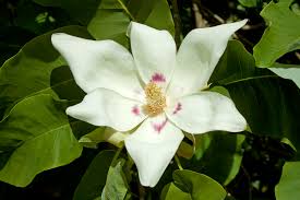 Health Benefits Of Magnolia denudata