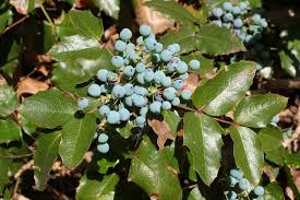 Health Benefits Of Mahonia pinnata
