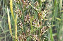 Health Benefits Of Lolium temulentum