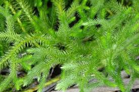 Health Benefits of Lycopodium Japonicum
