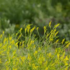 Health Benefits Of Melilotus officinalis