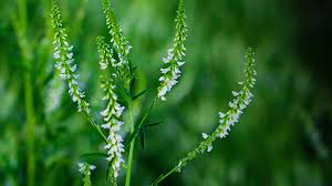 Health Benefits Of Melilotus albus