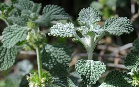 Health Benefits of Marrubium Vulgare