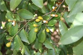 Health Benefits Of Maytenus Robusta