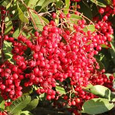 Health Benefits Of Heteromeles