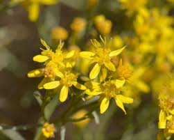 Health Benefits Of Gutierrezia sarothrae