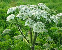 Health Benefits Of Heracleum maximum