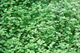 Health Benefits Of Mentha requienii