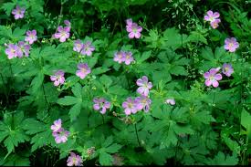 Health Benefits Of Geranium maculatum
