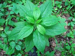 Health Benefits Of Hackelia virginiana