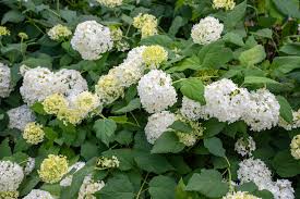 Health Benefits Of Hydrangea arborescens
