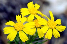 Health Benefits Of Hymenoxys richardsonii