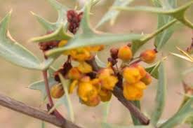 Health Benefits Of Mahonia trifoliolata