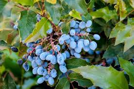 Health Benefits Of Mahonia aquifolium