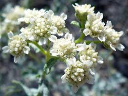 Health Benefits Of Parthenium incanum
