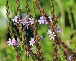 Health Benefits Of Lobelia cardinalis