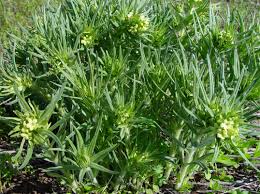 Health Benefits of Lithospermum ruderale