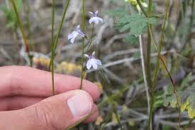 Health Benefits Of Lobelia kalmii