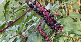 Health Benefits Of Phytolacca americana