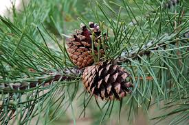 Health Benefits Of Pinus contorta