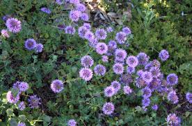 Health Benefits Of Monardella Villosa