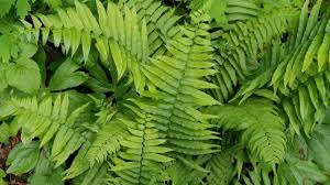 Health Benefits Of Oclemena nemoralis