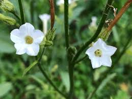 Health Benefits Of Nicotiana Attenuata