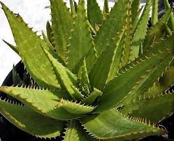 Health Benefits of Aloe Vera