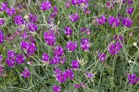 Health Benefits of Astragalus Roots