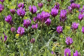 Health Benefits of Astragalus Roots