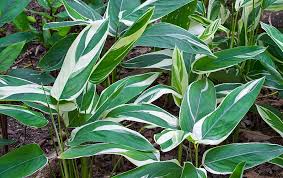 Health Benefits of Arrowroot