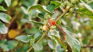 Health Benefits of Ashwagandha