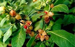 Health Benefits of Ashwagandha