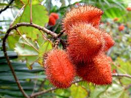 Health Benefits of Annatto