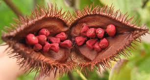 Health Benefits of Annatto