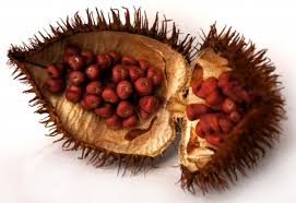Health Benefits of Annatto
