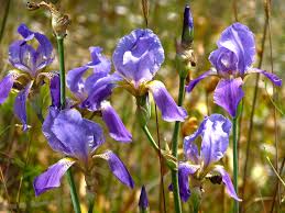Iris mesopotamica (Mesopotamian Iris)