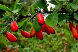 Health Benefits of Berberine (Berberine hydrochloride)