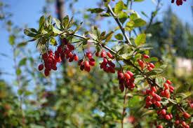 Health Benefits of Berberine (Berberine hydrochloride)