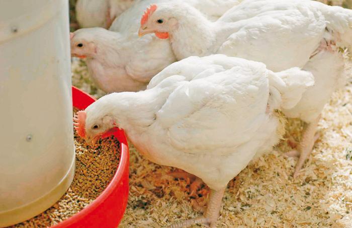 Poultry Nutrition: Essential Nutrients, Feed Requirements, and Feeding Guidelines