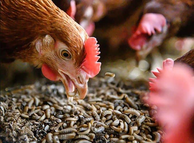 Poultry Nutrition: Essential Nutrients, Feed Requirements, and Feeding Guidelines