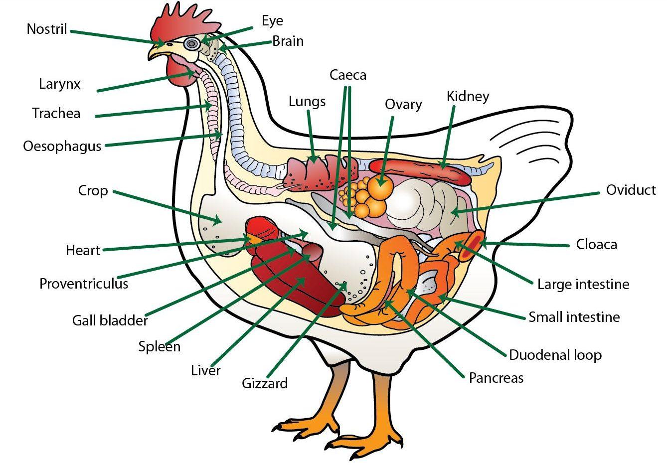 Digestive System of Poultry