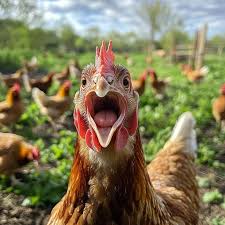 Digestive System of Poultry: How Birds Process and Absorb Nutrients